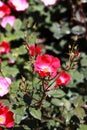 Single rose flowersÃ¯Â¼ËRosa chinensis Jacq. var. spontanea Rehd. et Wils. YÃÂ¼ et KuÃ¯Â¼â°